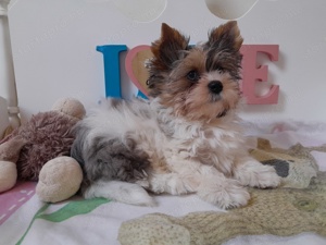 Gyönyörű szép Blueberry merle Yorkshire terrier kisfiú (yorki) - kép 6