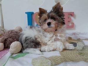 Gyönyörű szép Blueberry merle Yorkshire terrier kisfiú (yorki) - kép 5