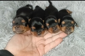 Különleges White Ocean Pearl és Biro yorkshire terrier yorki - kép 2