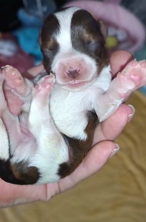 Yorkshire terrier yorki  - kép 7