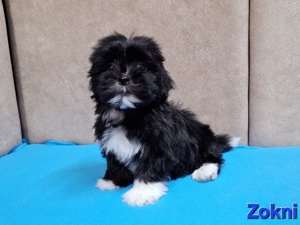 Bichon havanese törzskönyvezhető kiskutyák - kép 5