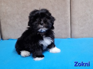 Bichon havanese törzskönyvezhető kiskutyák - kép 6