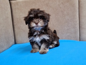 Bichon havanese törzskönyvezhető kiskutyák - kép 12