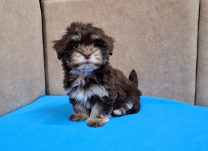 Bichon havanese törzskönyvezhető kiskutyák - kép 11