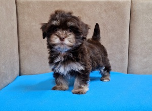 Bichon havanese törzskönyvezhető kiskutyák - kép 7