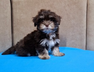 Bichon havanese törzskönyvezhető kiskutyák - kép 10