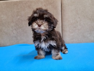 Bichon havanese törzskönyvezhető kiskutyák - kép 9