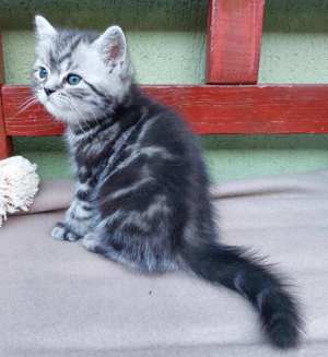 Brit rövid szőrű , fekete-ezüst tabby kis kandúr cica foglalható.