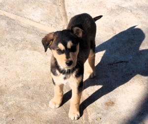 Husky - Rottweiler keverék kiskutyák  - kép 10