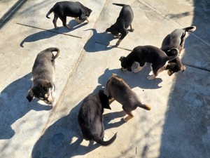 Husky - Rottweiler keverék kiskutyák  - kép 8