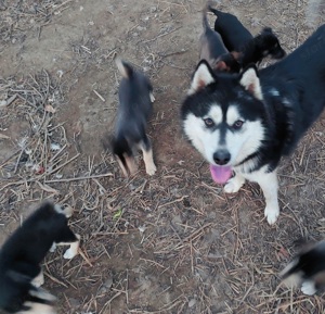 Husky - Rottweiler keverék kiskutyák  - kép 4