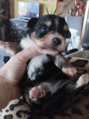 Bichon havanese kiskuty  k