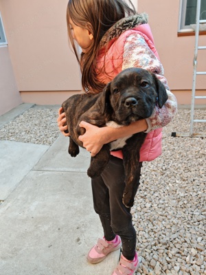 Cane corso kölykök eladók  - kép 3