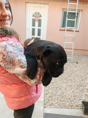 Cane corso kölykök eladók  - kép 2