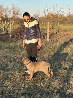 Cane corso formentino kan kiskutya - kép 2