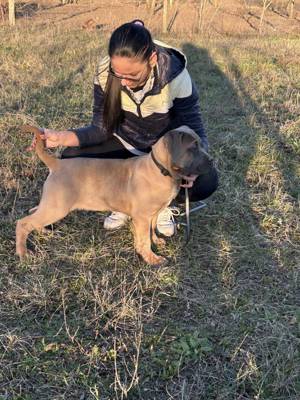 Cane corso formentino kan kiskutya - kép 4