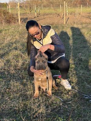 Cane corso formentino kan kiskutya - kép 3