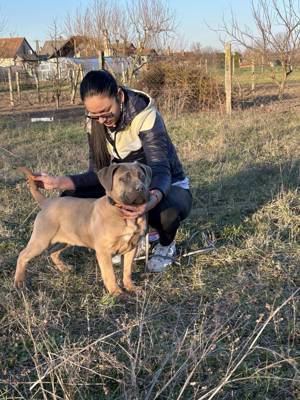 Cane corso formentino kan kiskutya