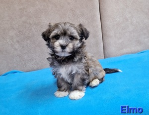 Bichon havanese törzskönyvezhető kiskutyák - kép 14