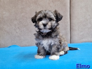 Bichon havanese törzskönyvezhető kiskutyák - kép 13