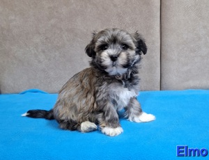 Bichon havanese törzskönyvezhető kiskutyák - kép 15