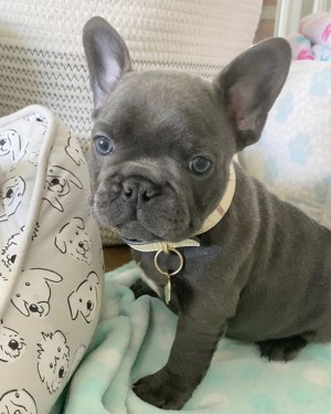 Francia bulldog kölykök 