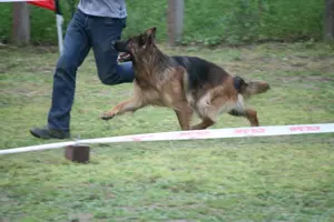 Hosszú szőrű német juhász kutya 