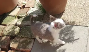 Csivava tüneményes természetű hosszú szőrű kislány Chihuahua Tenyésztőtöl