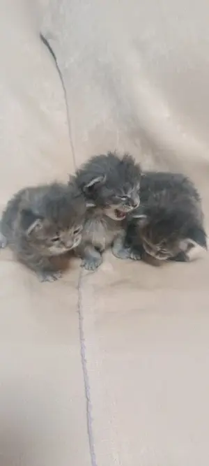 Maine coon fiu cicak!