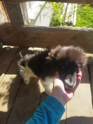 Border collie kiskutyák - kép 2