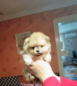 Pomerániai törpespitz kutyusok - kép 3