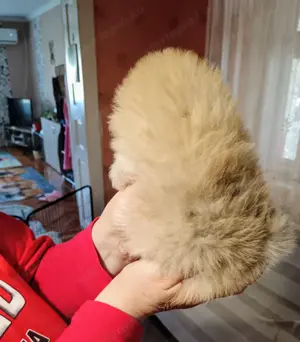 Pomerániai törpespitz kutyusok - kép 4