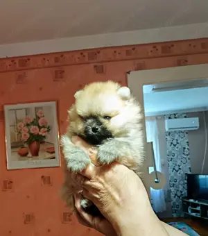 Pomerániai törpespitz kutyusok - kép 5