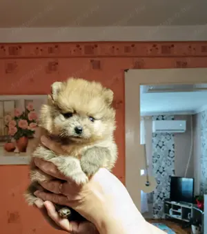 Pomerániai törpespitz kutyusok - kép 2