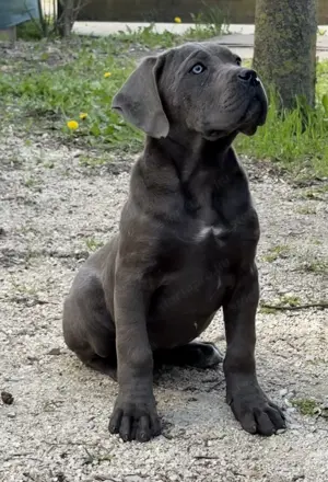 Cane Corso szürke szuka Euch, Wch vonallal tenyésztői garanciával eladó - kép 4