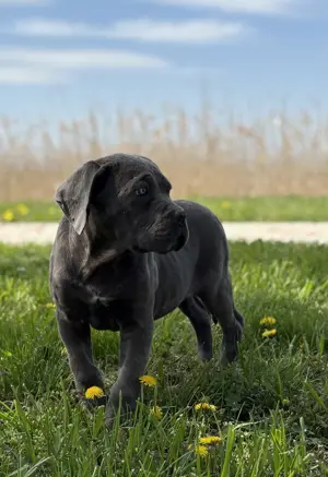Cane Corso szürke szuka Euch, Wch vonallal tenyésztői garanciával eladó - kép 2