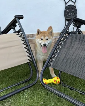 Shiba inu növendék kisfiú Veszettség oltással - kép 10