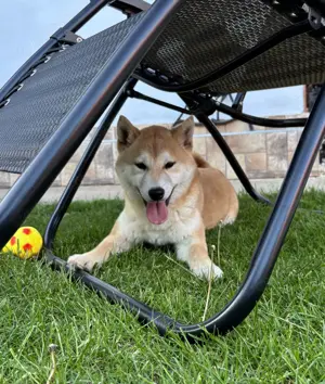 Shiba inu növendék kisfiú Veszettség oltással - kép 8