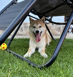 Shiba inu növendék kisfiú Veszettség oltással - kép 7