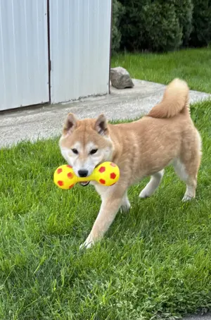 Shiba inu növendék kisfiú Veszettség oltással - kép 3