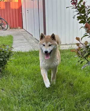 Shiba inu növendék kisfiú Veszettség oltással - kép 5