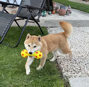 Shiba inu növendék kisfiú Veszettség oltással - kép 4
