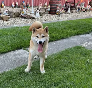 Shiba inu növendék kisfiú Veszettség oltással - kép 9