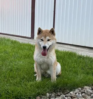 Shiba inu növendék kisfiú Veszettség oltással - kép 2