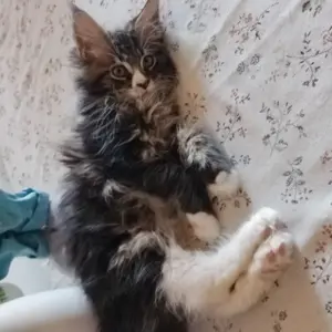 Maine Coon kiscica 