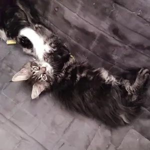 Maine Coon kiscica  - kép 5