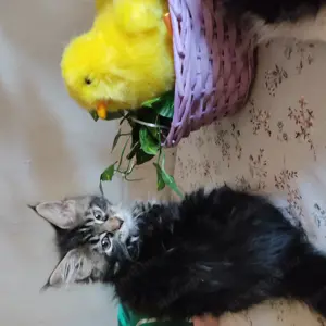 Maine Coon kiscica  - kép 4