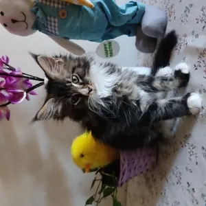 Maine Coon kiscica  - kép 2