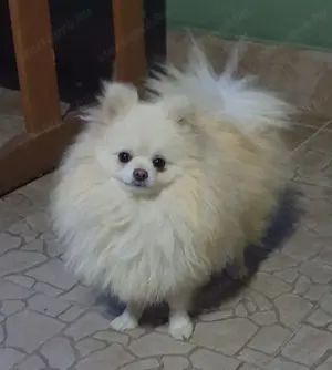 Törzskönyves szülőktől pomerániai törpe spicc kislány eladó - kép 3