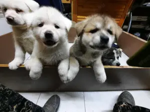 Akita Inu fajtiszta kiskutya - kép 3